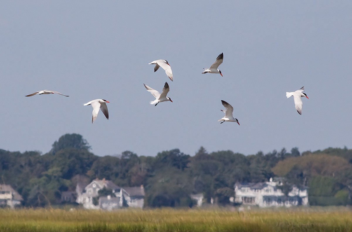 Caspian Tern - ML641805259