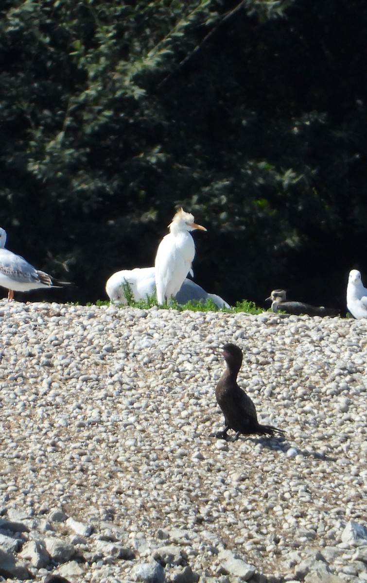 Western Cattle-Egret - ML641805260
