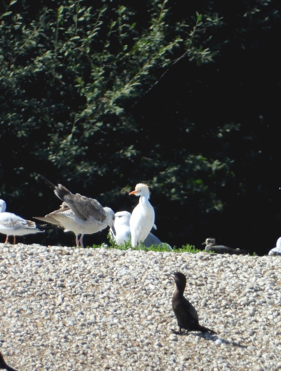 Western Cattle-Egret - ML641805261