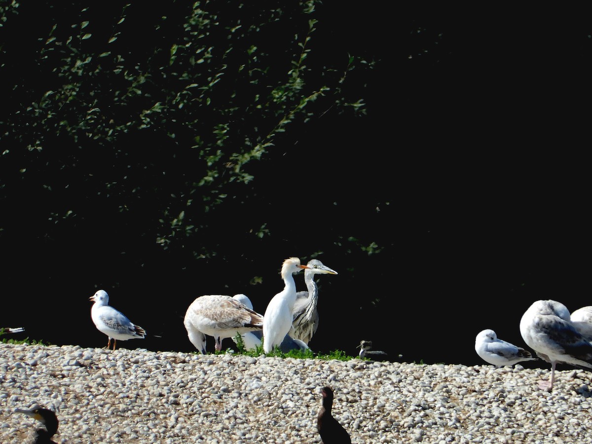 Western Cattle-Egret - ML641805262