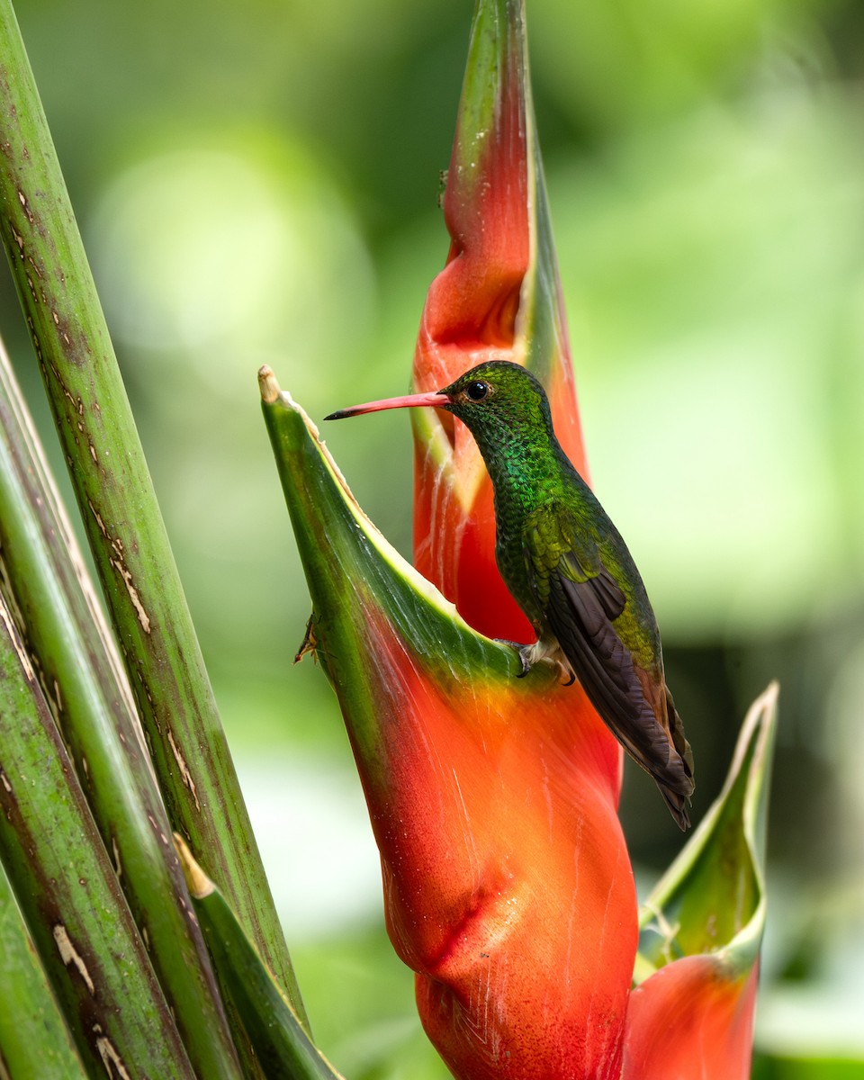 Rufous-tailed Hummingbird - ML641805267