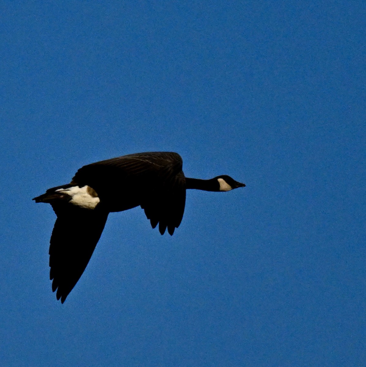 Canada Goose - ML641805273