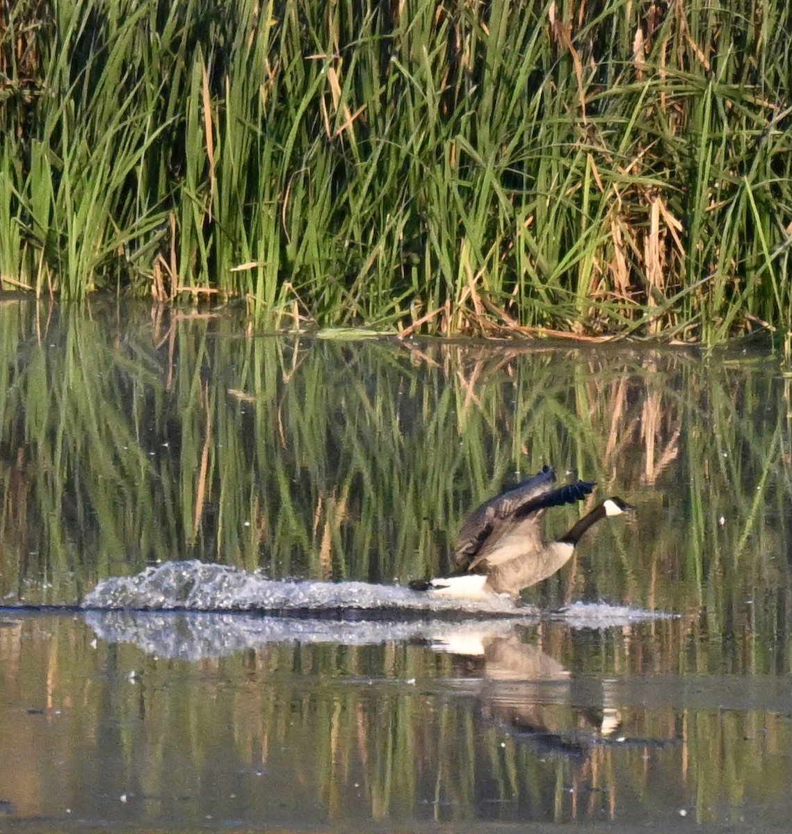 Canada Goose - ML641805274