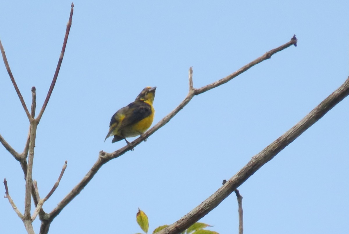 Yellow-throated Euphonia - ML641805276