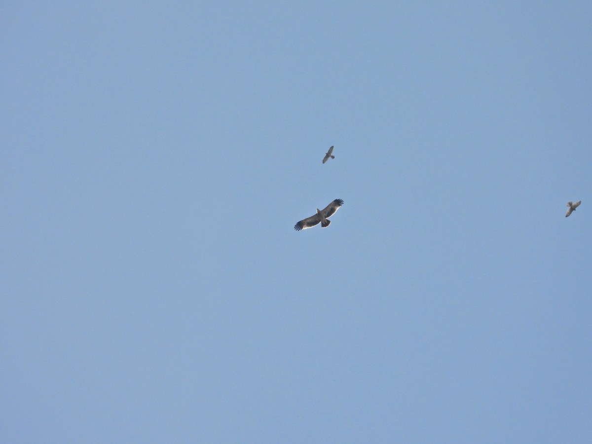 Imperial Eagle - ML641805282