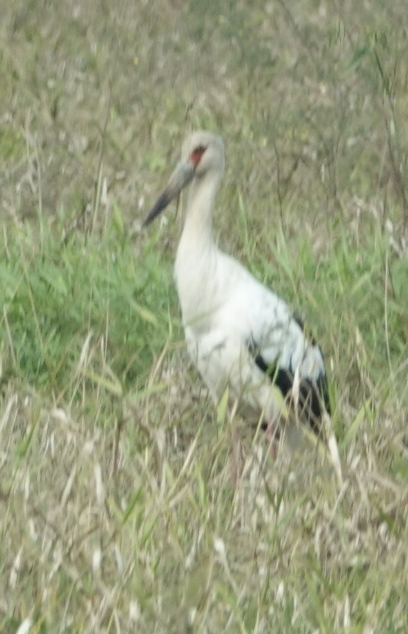 Maguari Stork - ML641805287