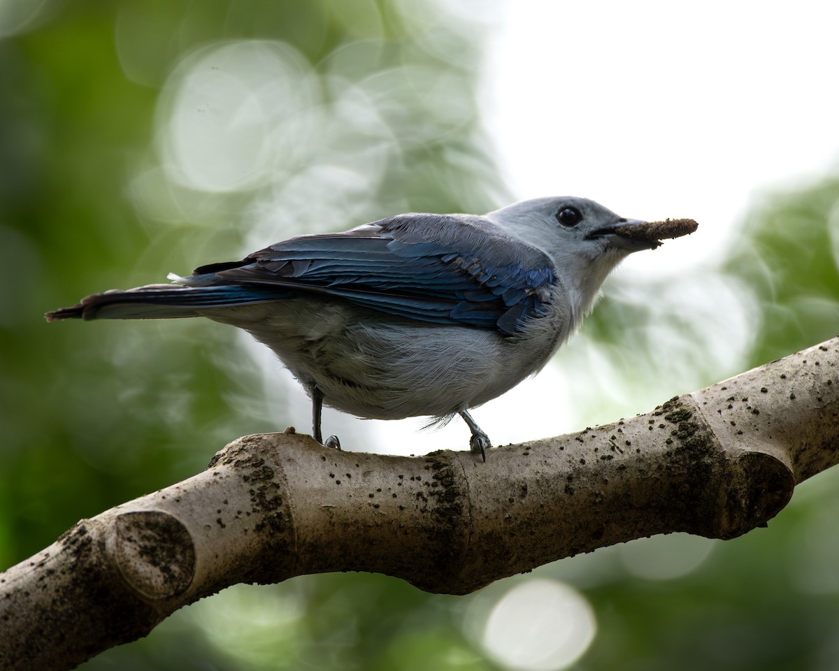 Blue-gray Tanager - ML641805299