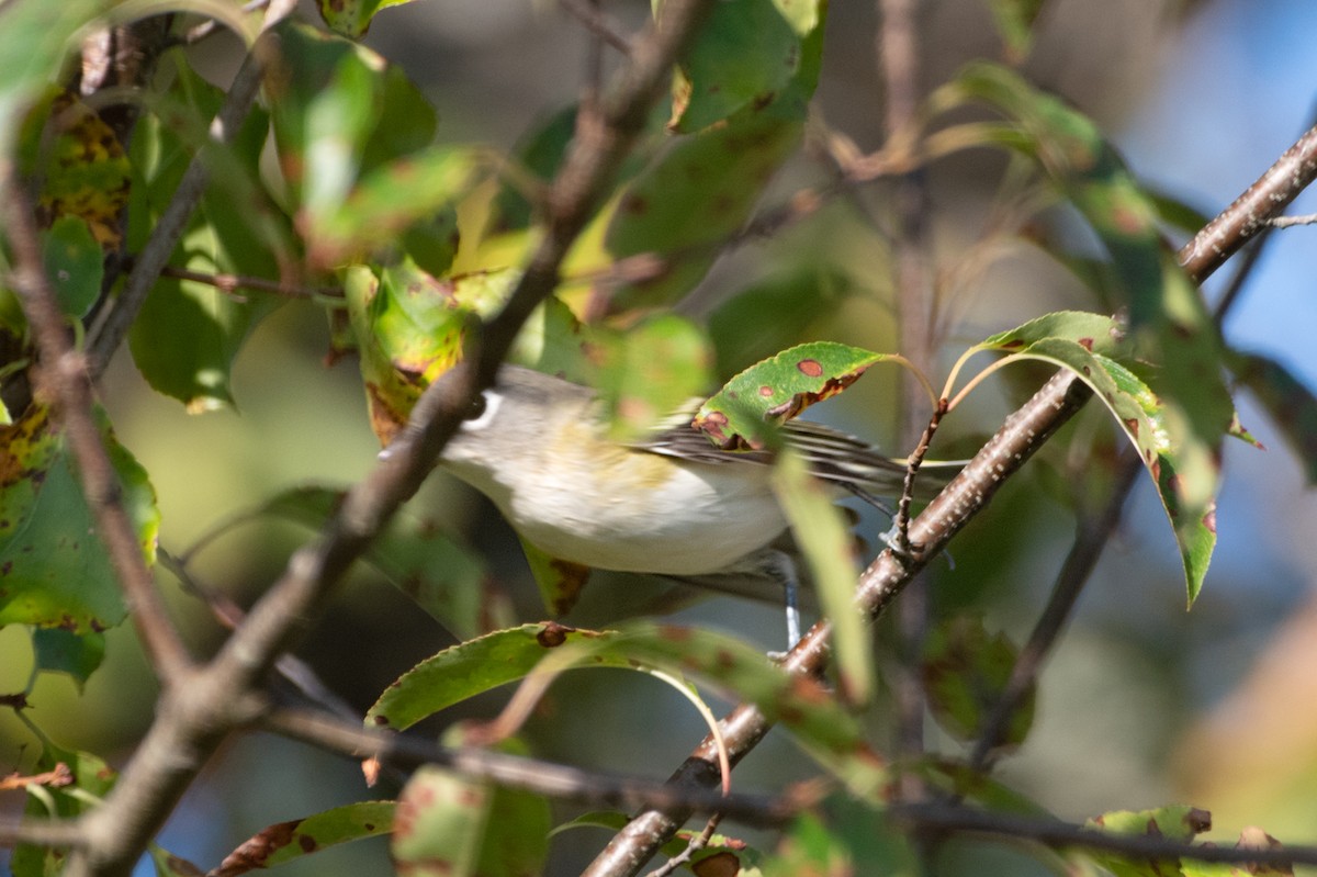 Blue-headed Vireo - ML641805311