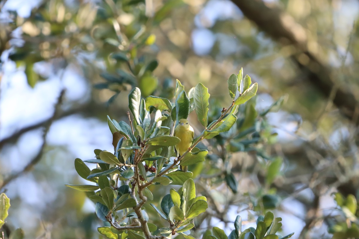 סבכון צהוב - ML641805323