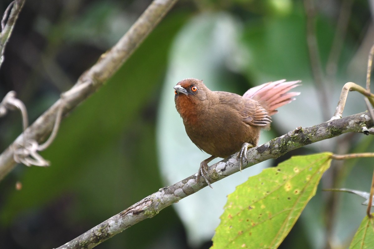 Orange-eyed Thornbird - ML641805324