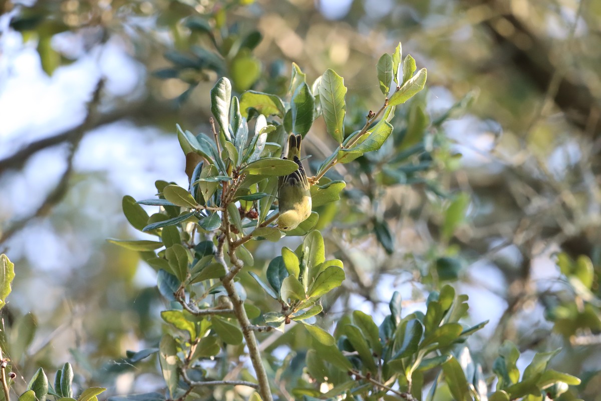 סבכון צהוב - ML641805326
