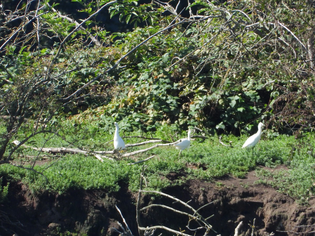 Western Cattle-Egret - ML641805328