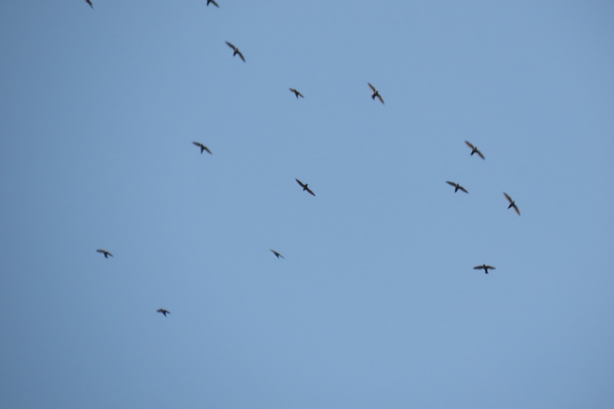 White-collared Swift - ML641805373