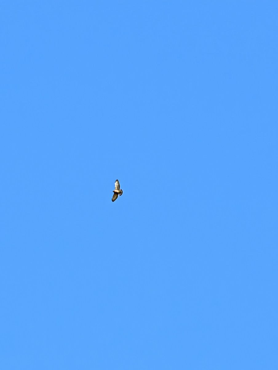 ハネビロノスリ - ML641805395