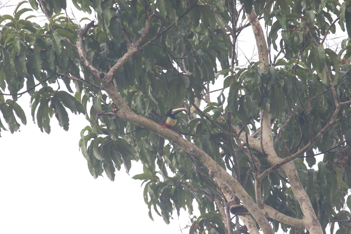Black-necked Aracari - ML641805399