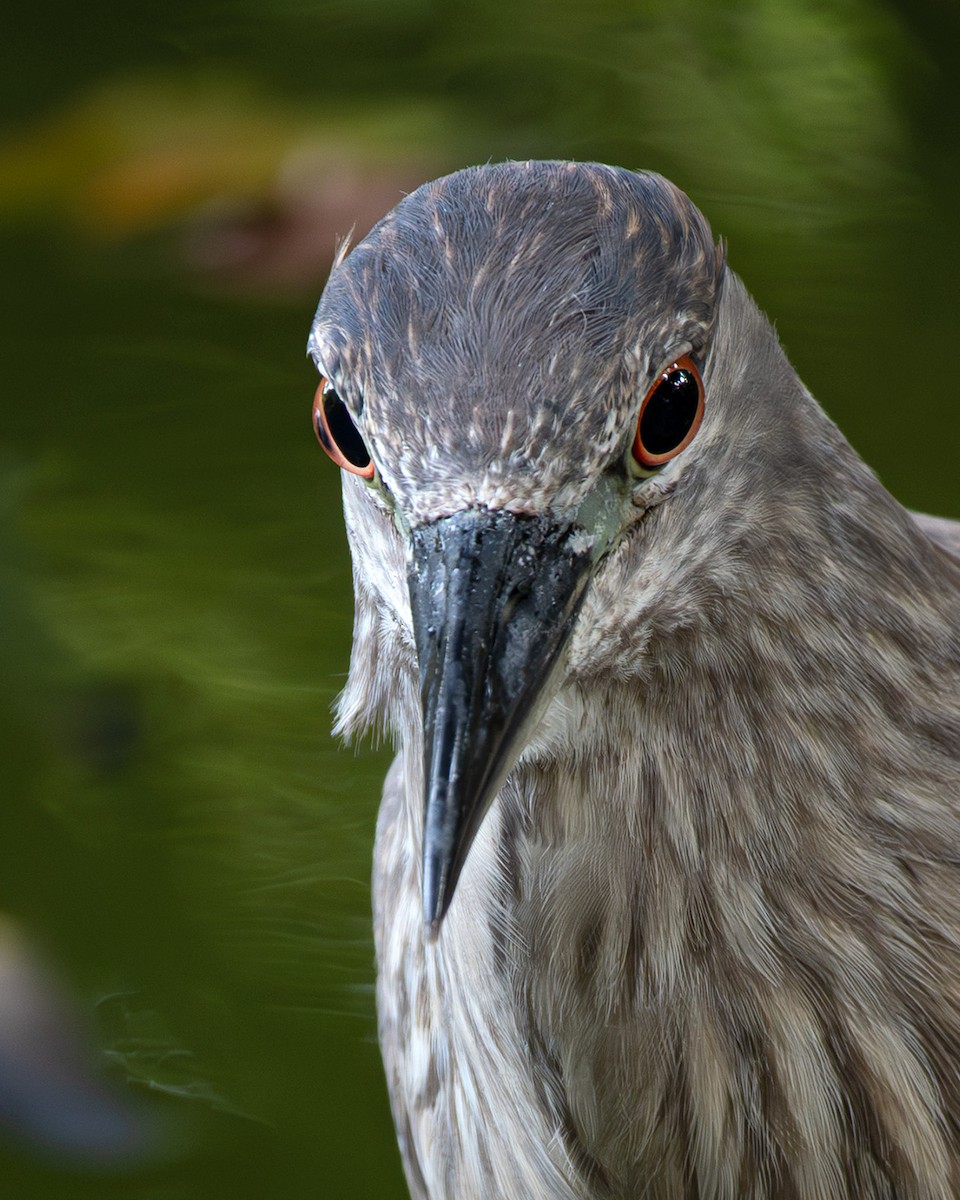 Ногоовор зашин - ML641805410