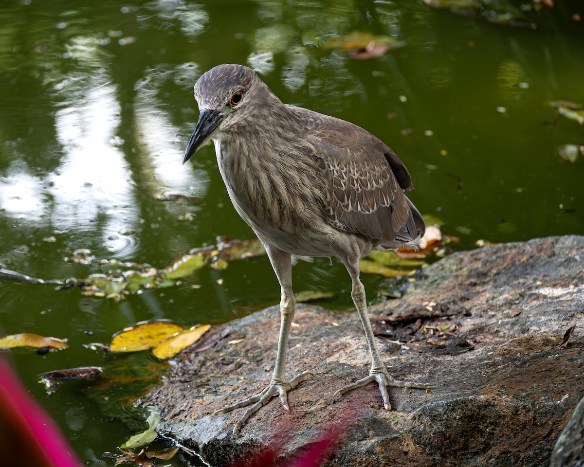 Ногоовор зашин - ML641805411