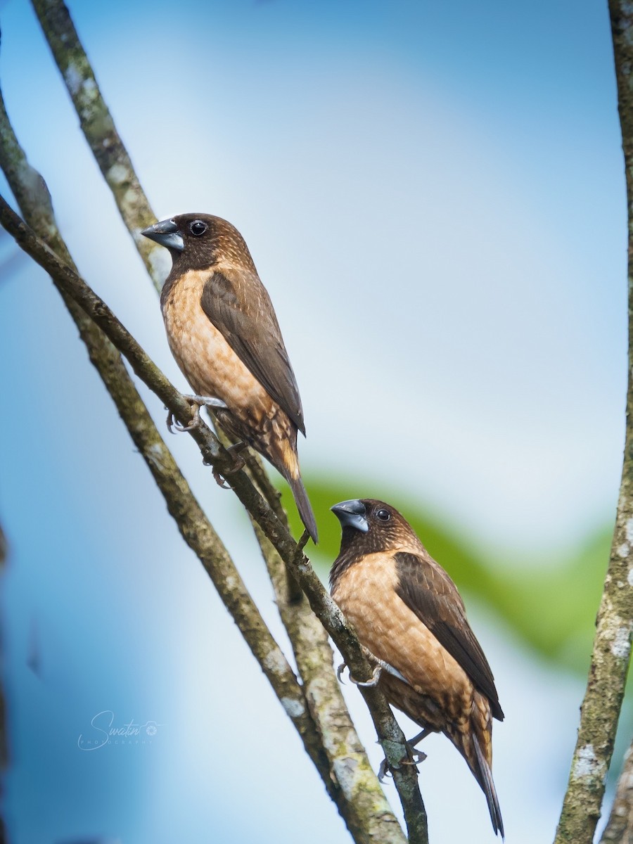 Lonchura sp. - ML641805430