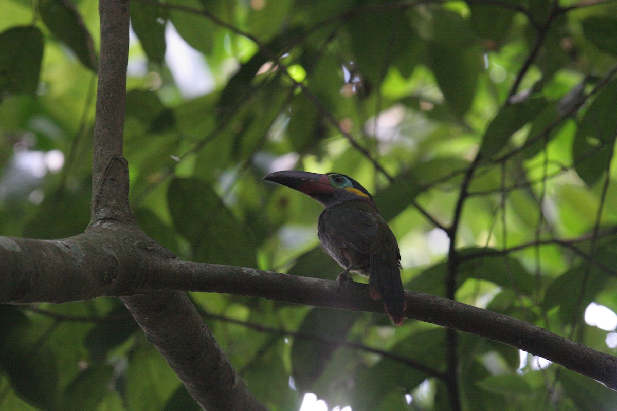 Guianan Toucanet - ML641805432