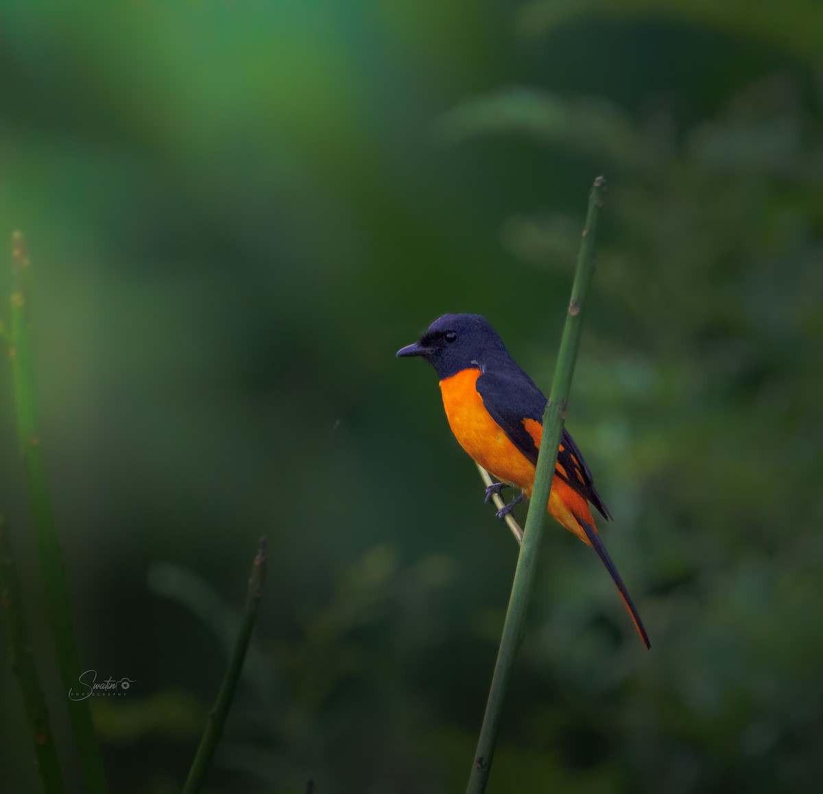 Orange Minivet - ML641805447
