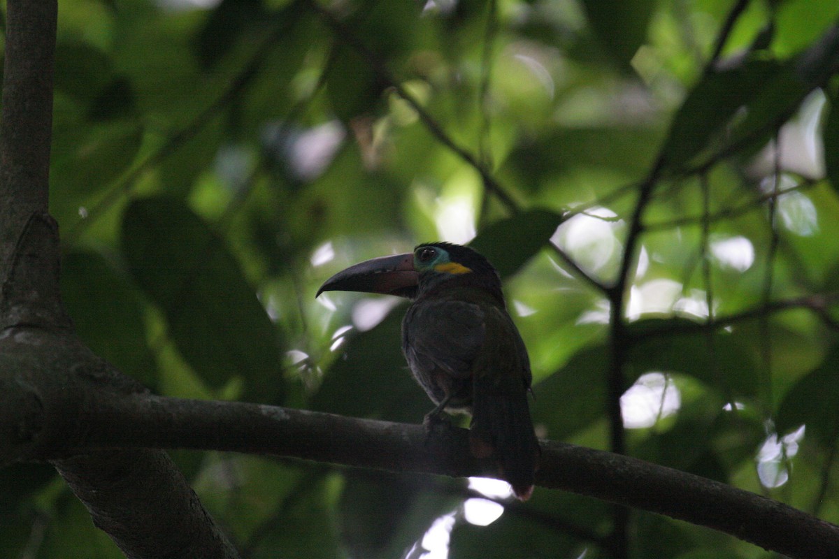 Guianan Toucanet - ML641805453