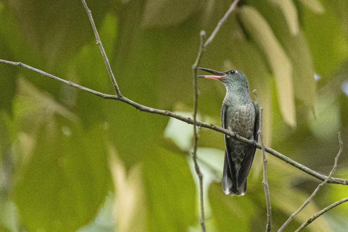 Scaly-breasted Hummingbird - ML641805479