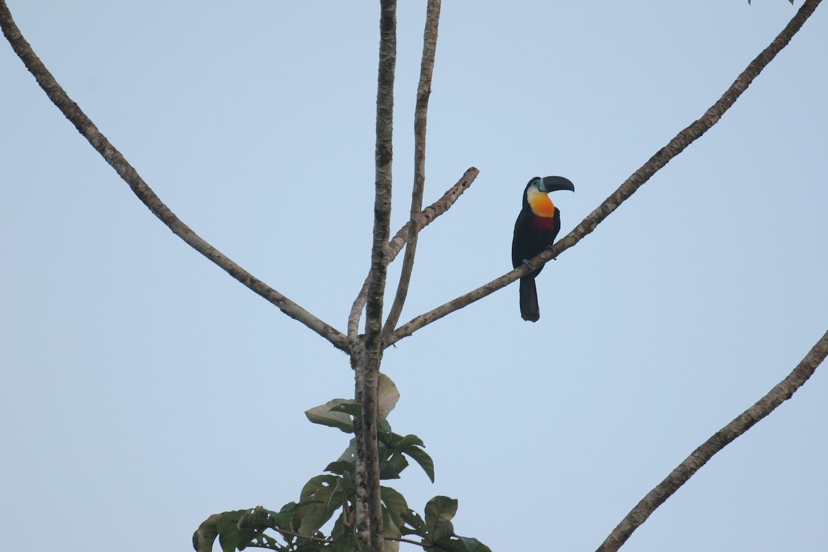 Channel-billed Toucan - ML641805481