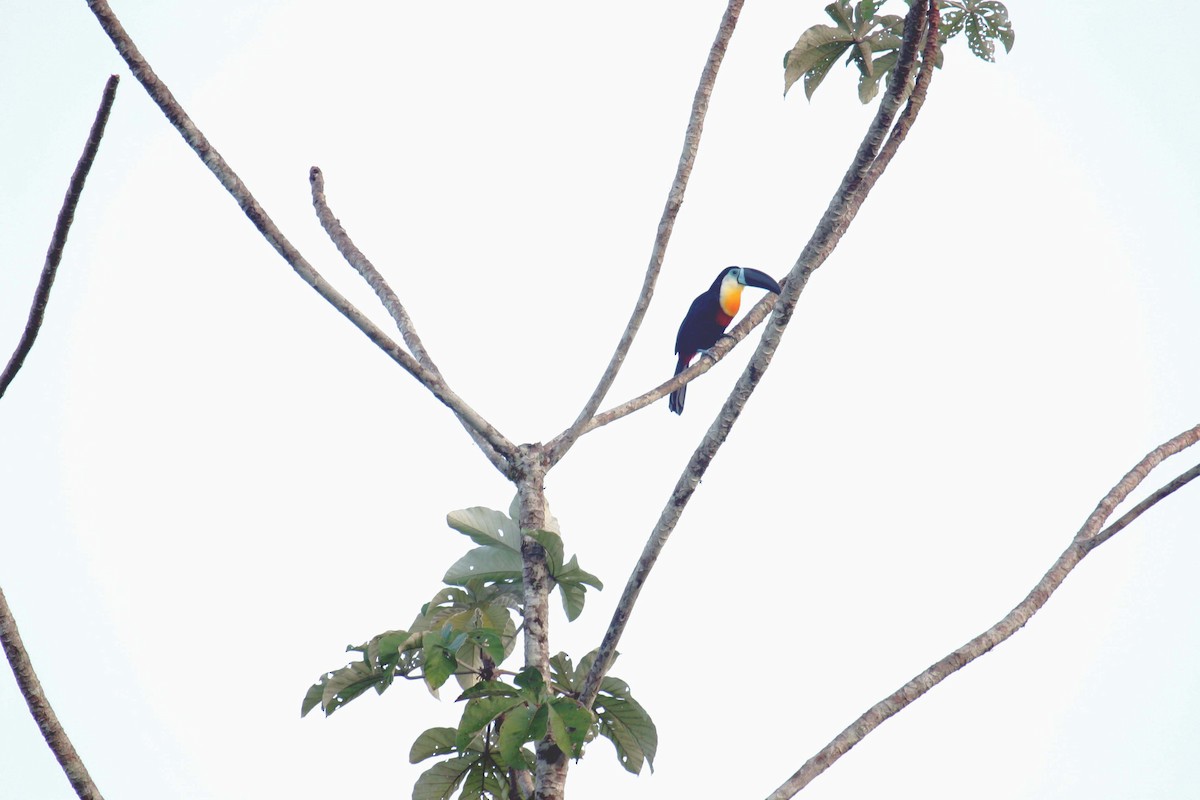 Channel-billed Toucan - ML641805494
