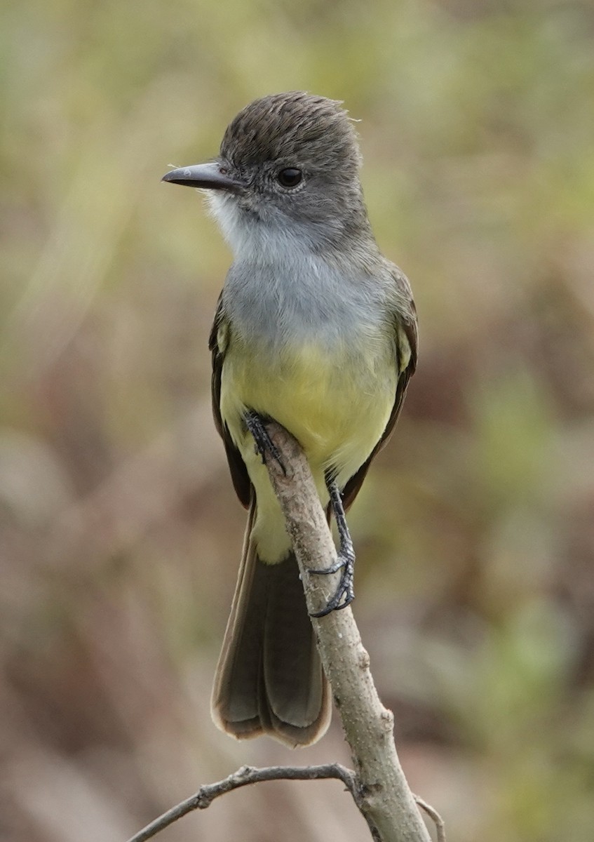 Short-crested Flycatcher - ML641805502