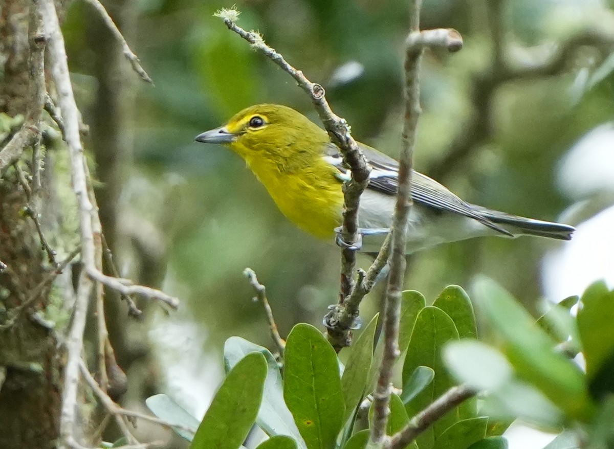 Sarı Gerdanlı Vireo - ML641805521