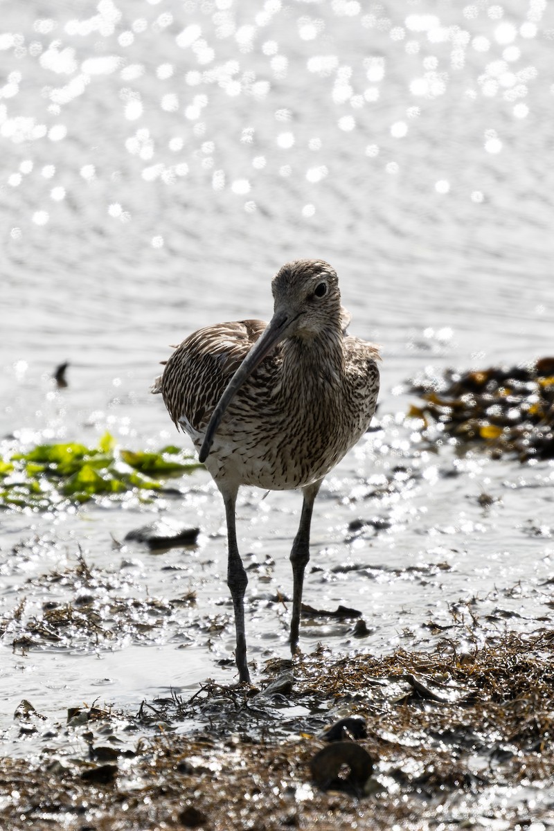 大杓鷸 - ML641805525