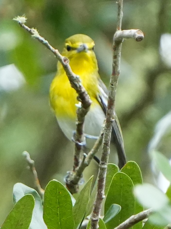 Sarı Gerdanlı Vireo - ML641805530
