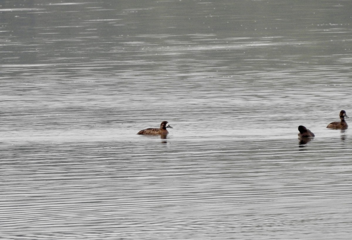 Greater Scaup - ML641805606