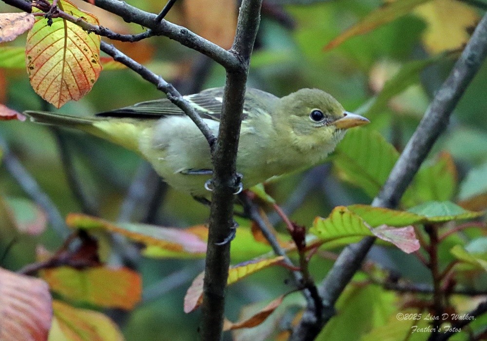 Western Tanager - ML641805615