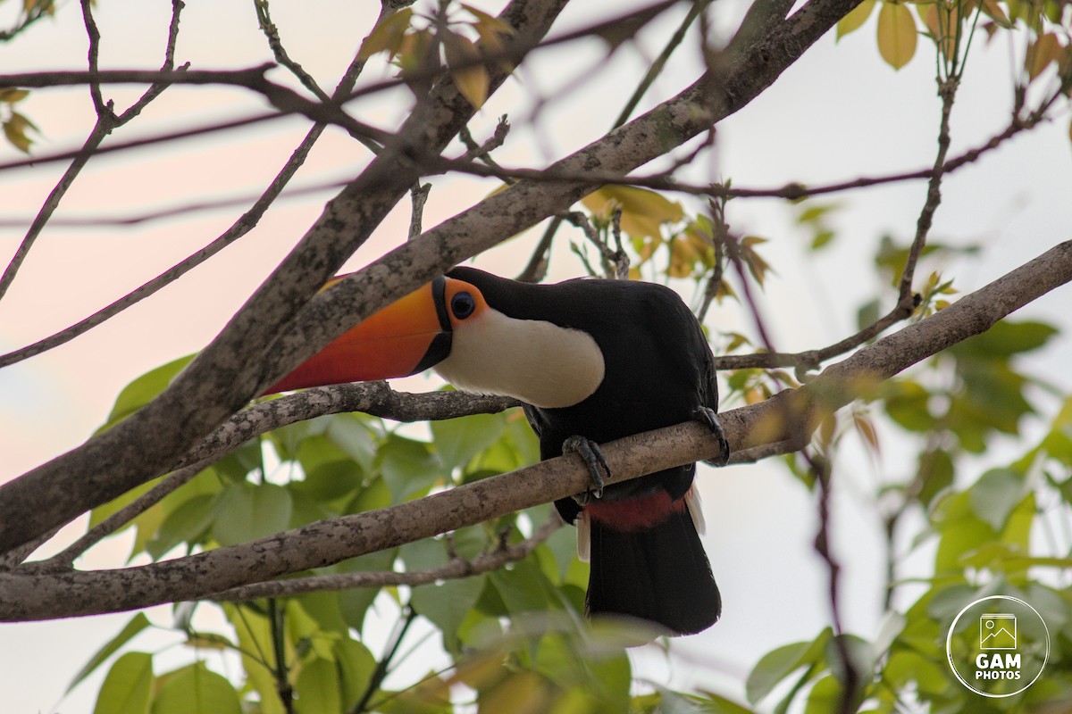 Toco Toucan - ML641805631