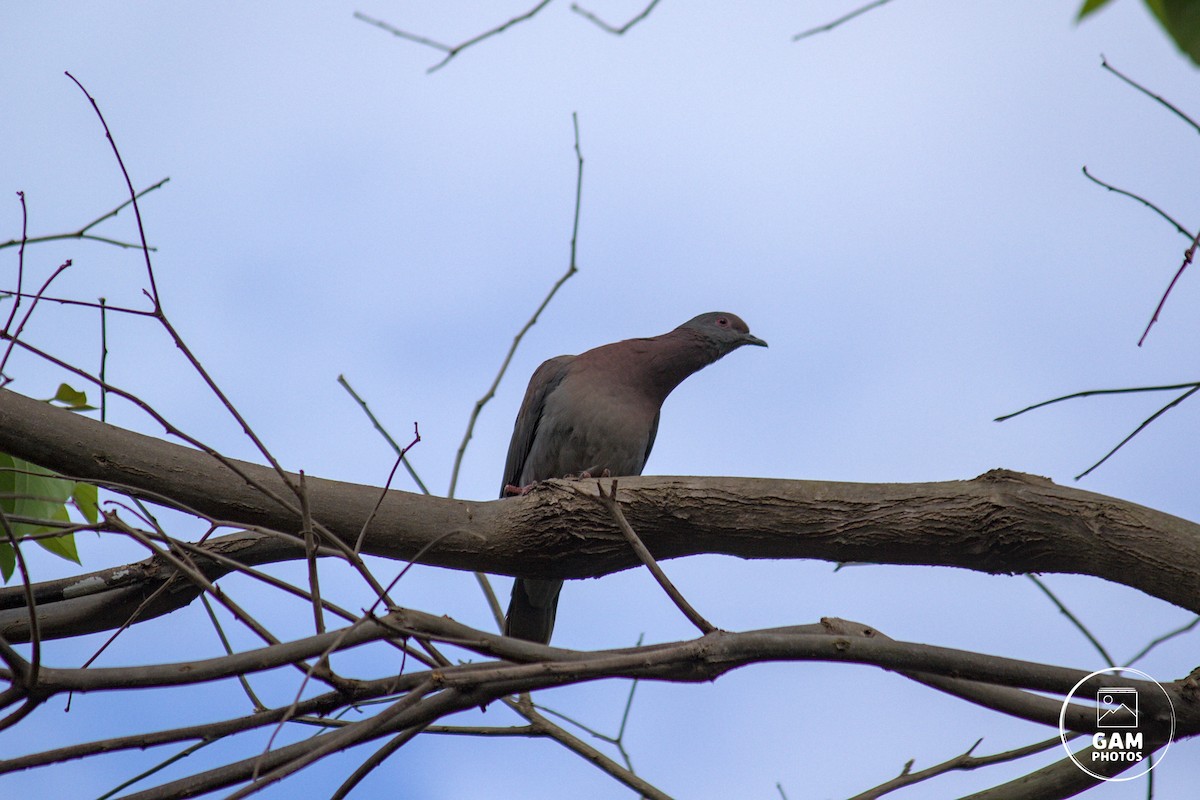 Pale-vented Pigeon - ML641805653