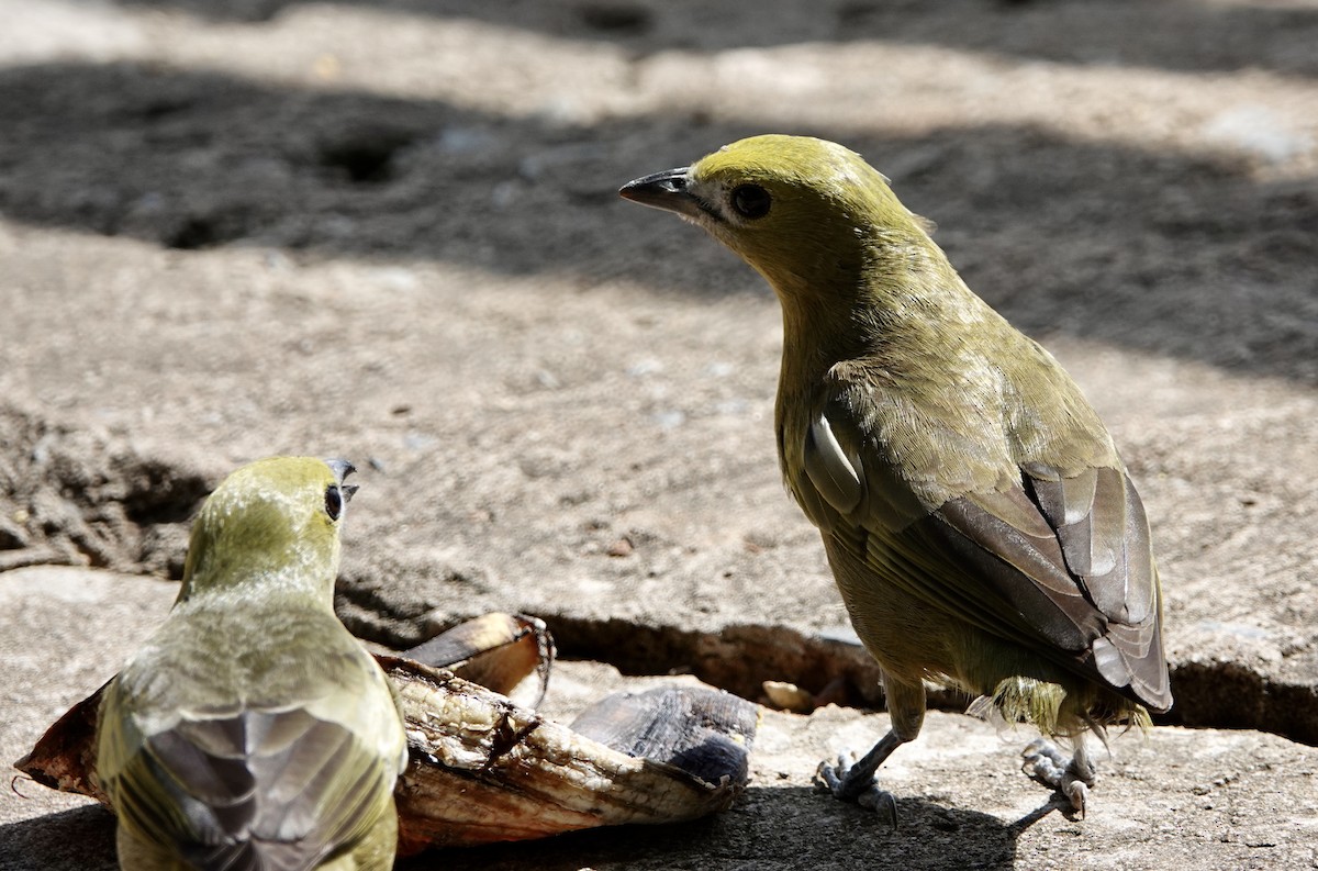 Palm Tanager - ML641805670