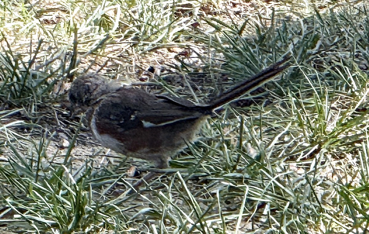 Eastern Towhee - ML641805672