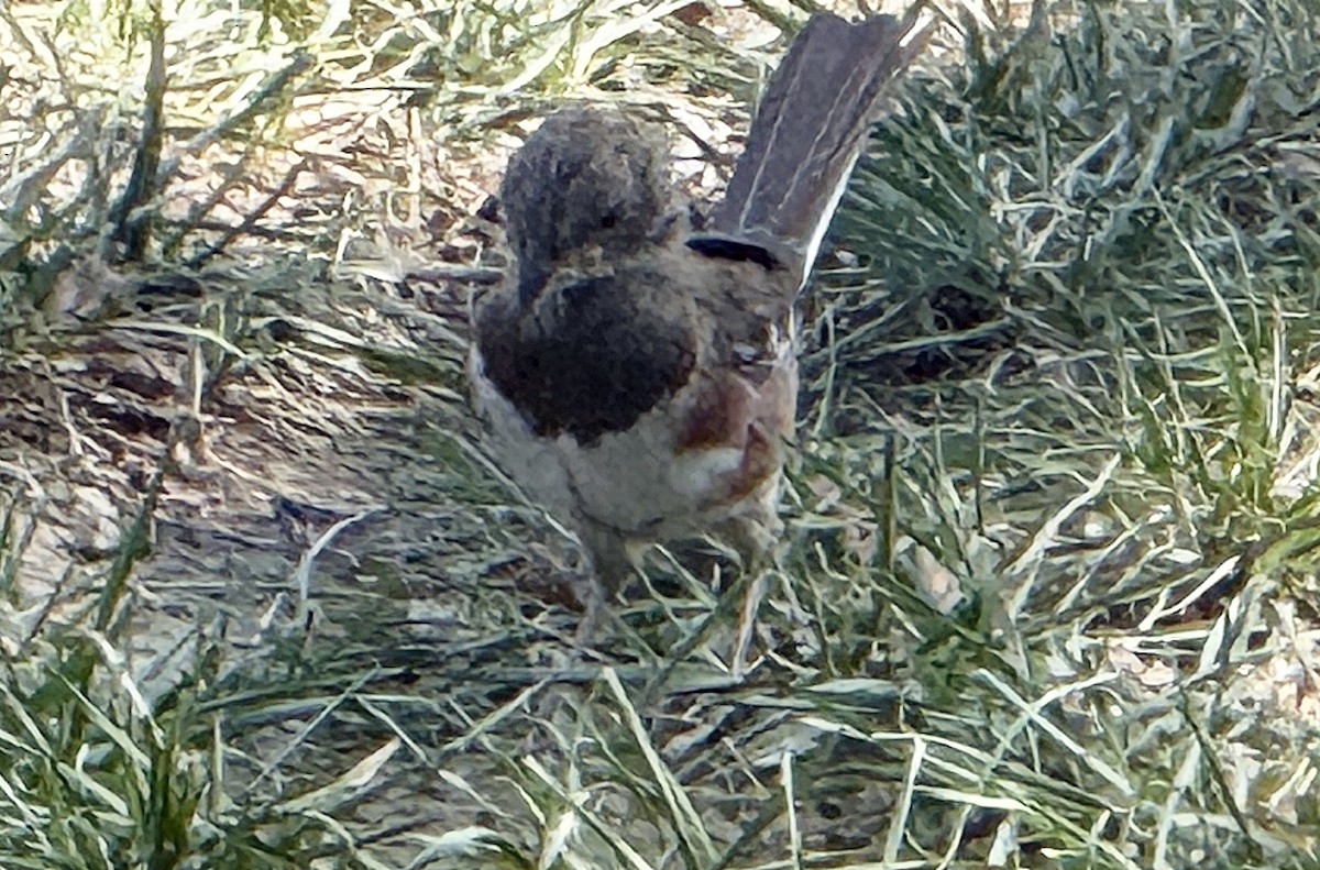 Eastern Towhee - ML641805673