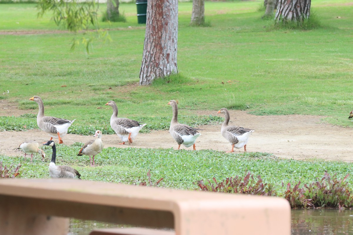 Graylag x Swan Goose (hybrid) - ML641805682