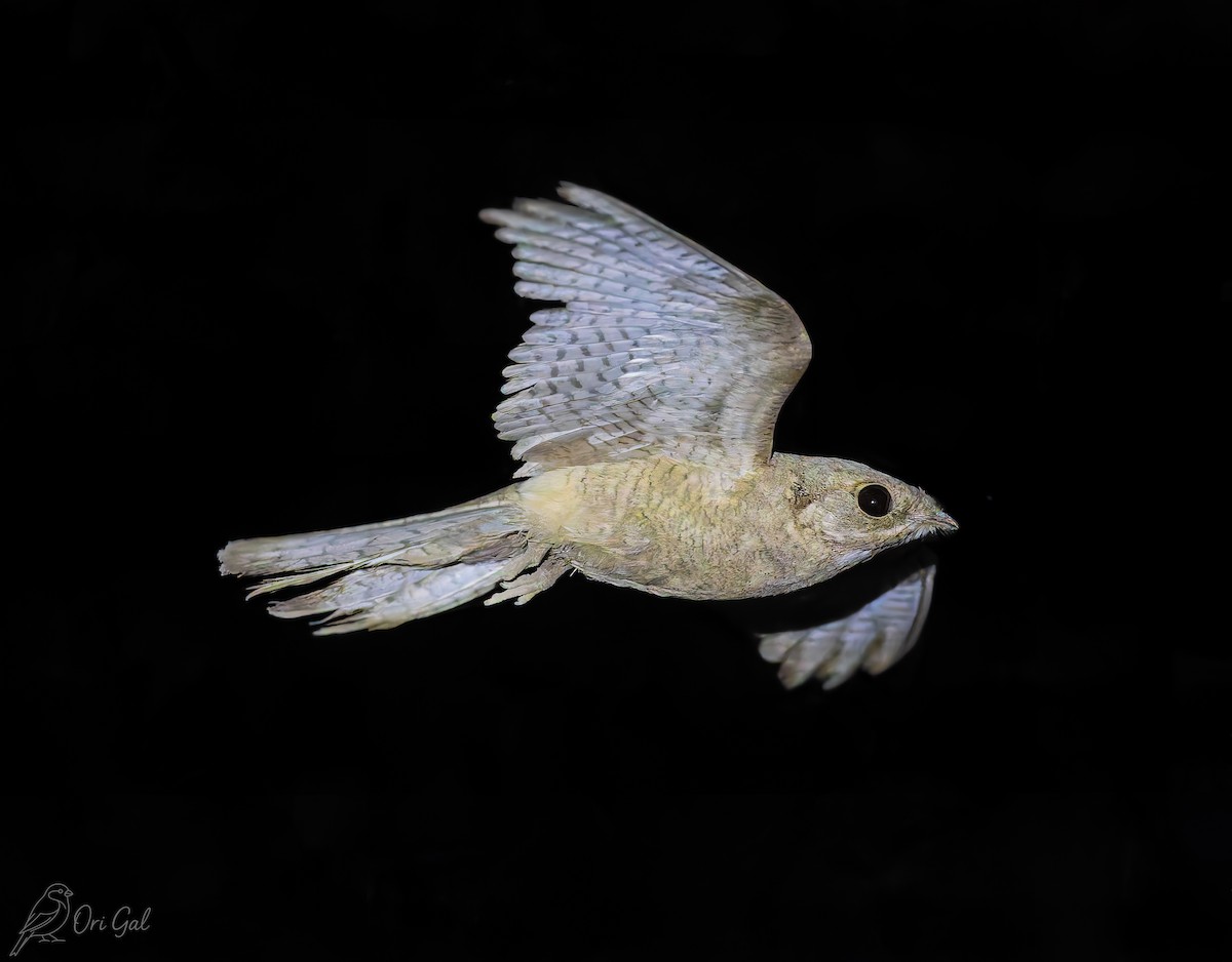 Egyptian Nightjar - ML641805686