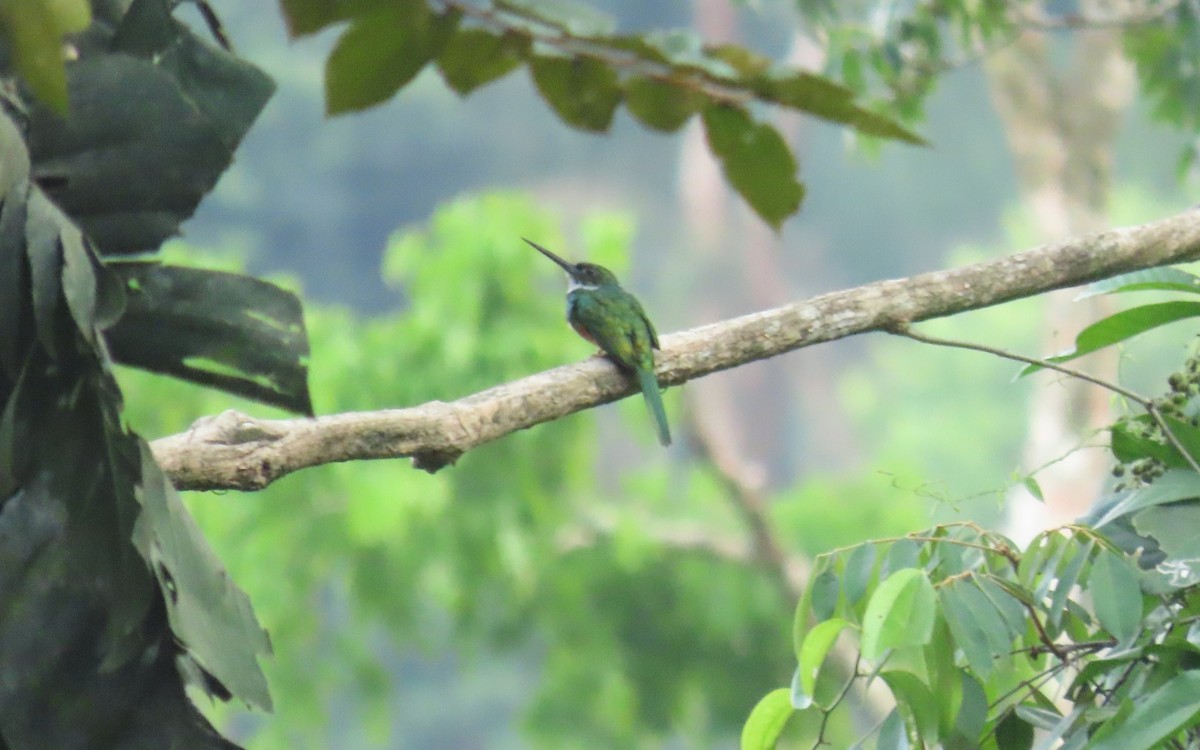 Rufous-tailed Jacamar - ML641805688