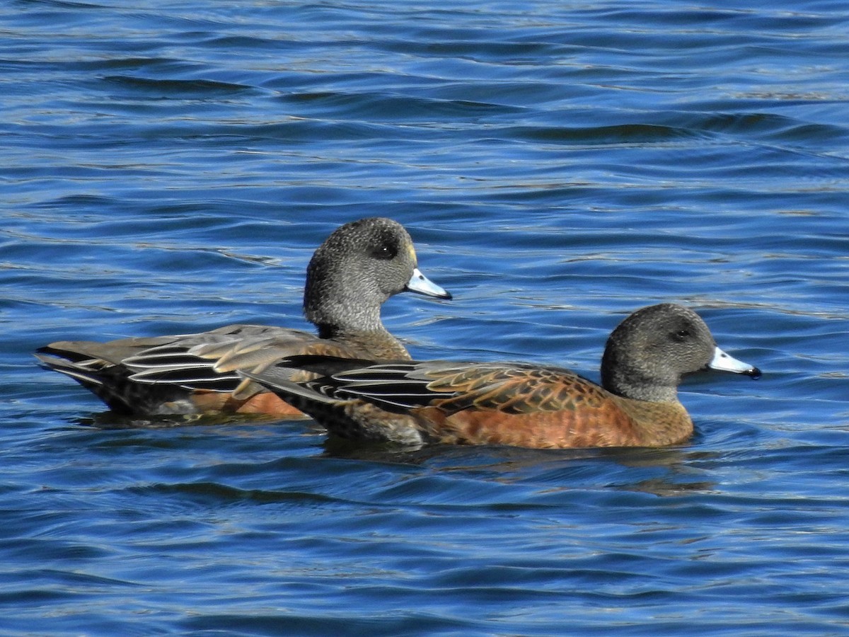 Canard d'Amérique - ML641805710