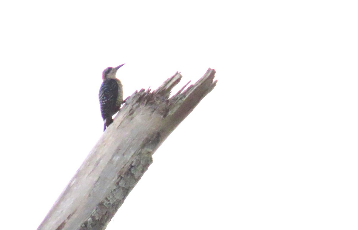 Black-cheeked Woodpecker - ML641805717