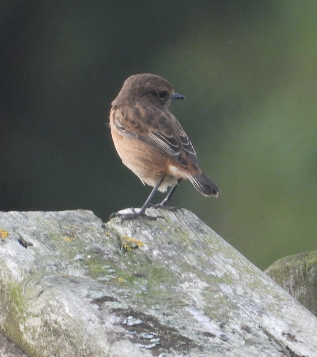 European Stonechat - ML641805728