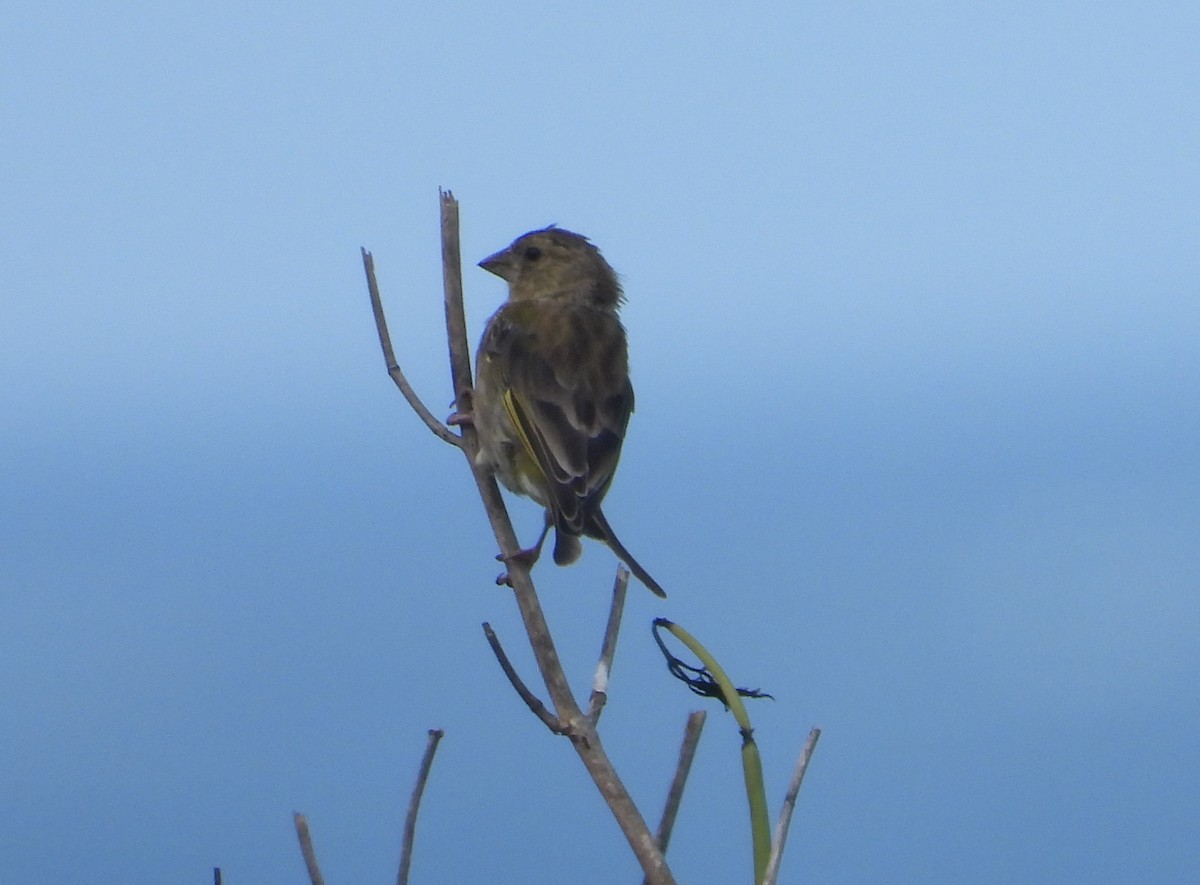 European Greenfinch - ML641805737