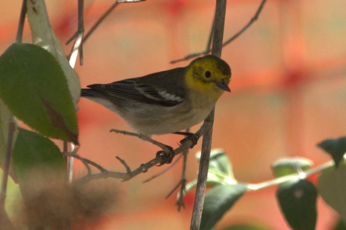 Paruline à tête jaune - ML641805744
