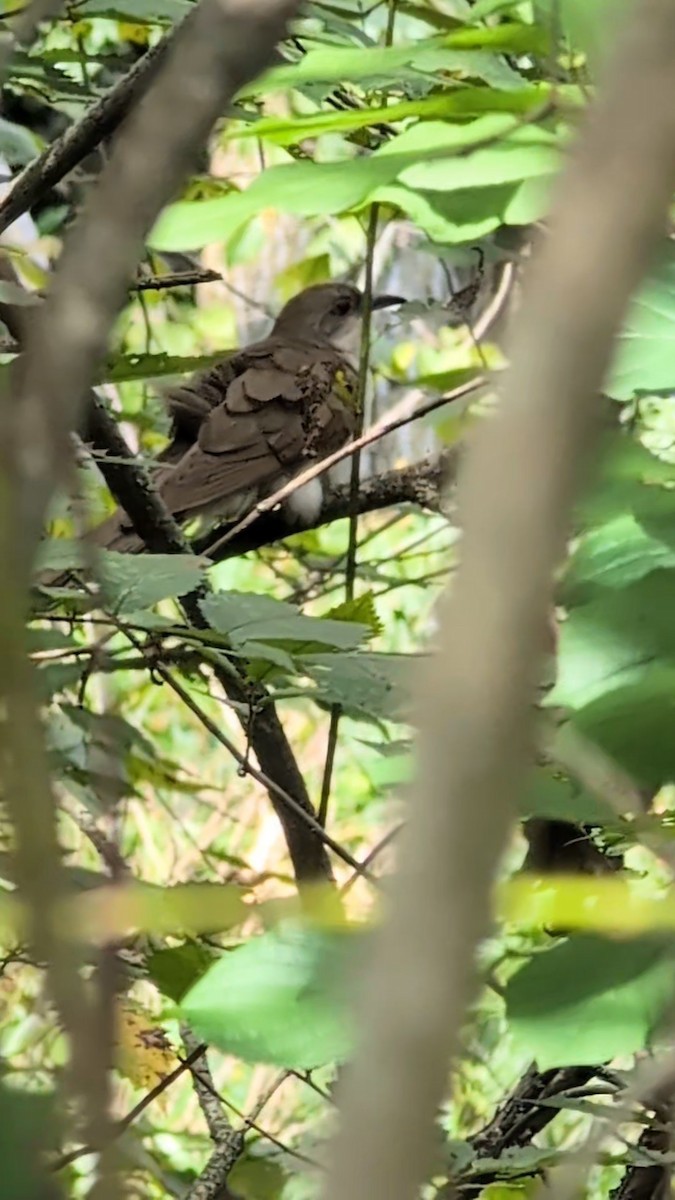 Yellow-billed Cuckoo - ML641805749