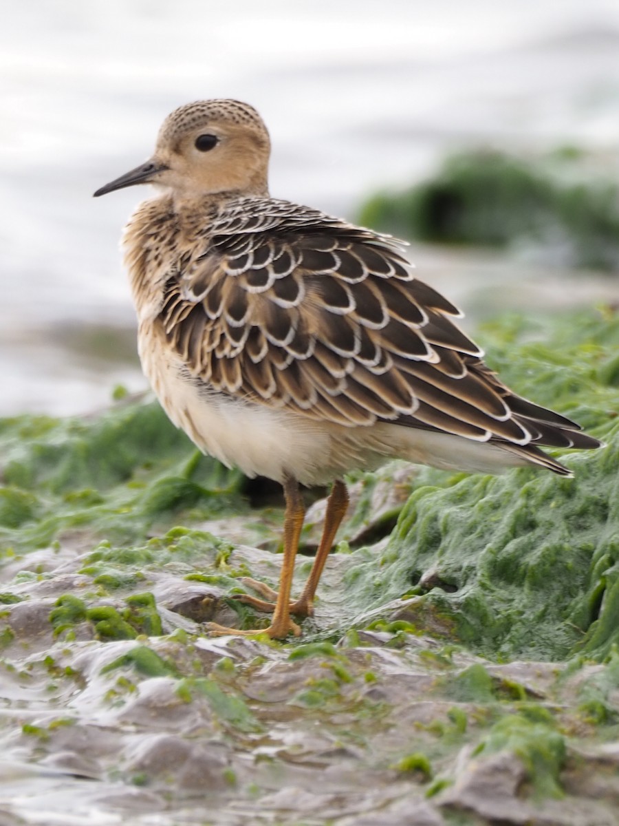 Buff-breasted Sandpiper - ML641805750