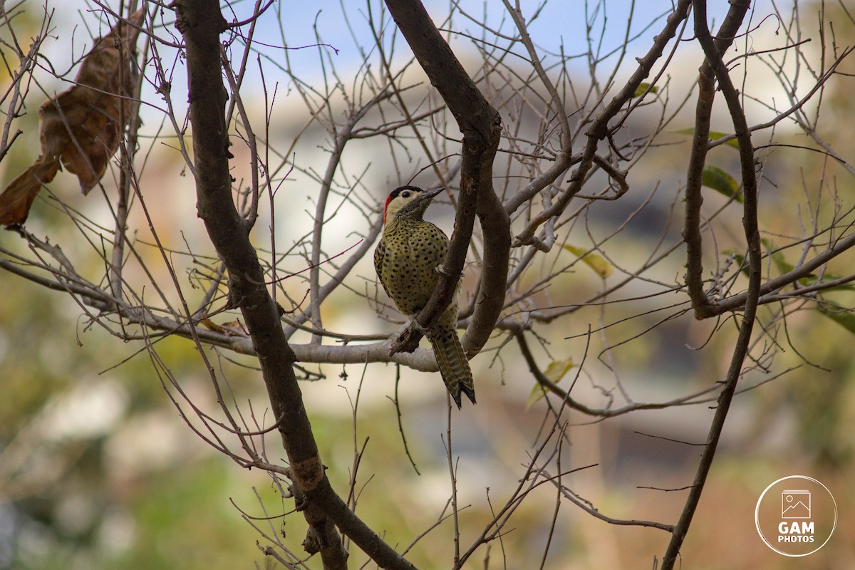 Green-barred Woodpecker - ML641805753